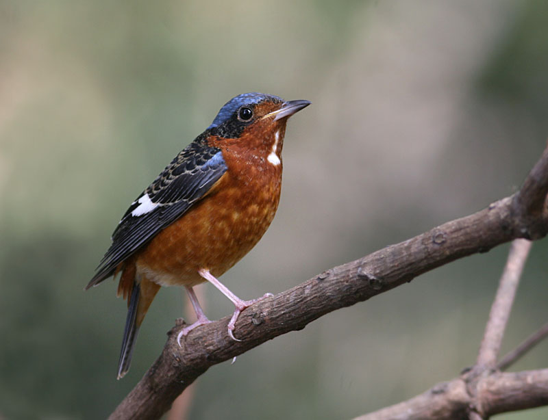 White-throated Rock Thrush