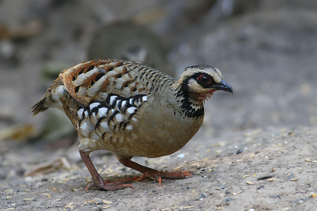 Bar-backed Partridge