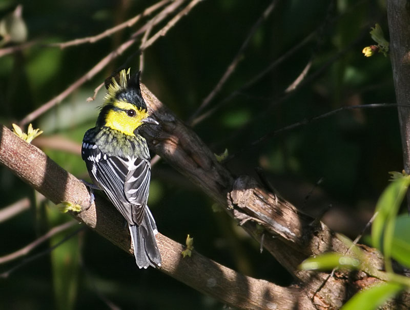 Yellow-cheeked Tit