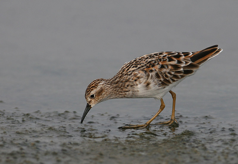 Long-toed Stint