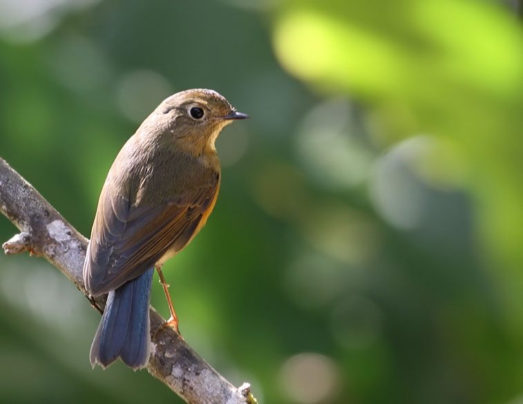 Himalayan Bluetail