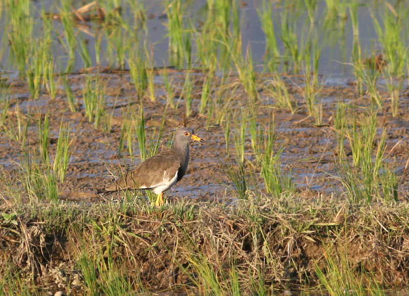 Grey-headed Lapwing