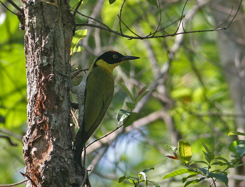 Black-headed Woodpercker