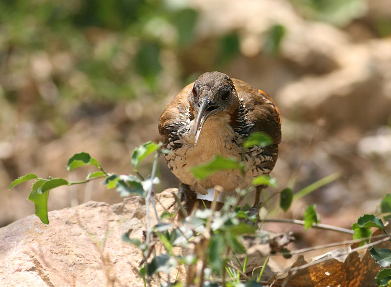 Large Scimitar Babbler