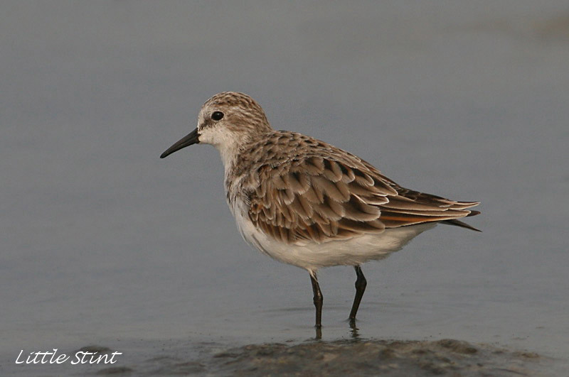 Little Stint