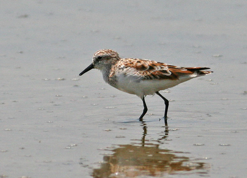 Little Stint