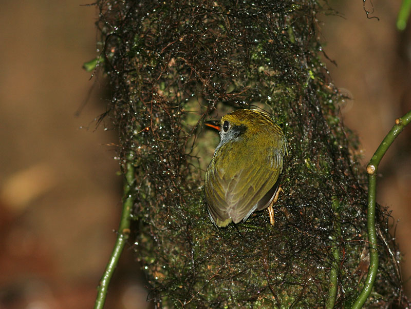 Slaty-bellied Tesia