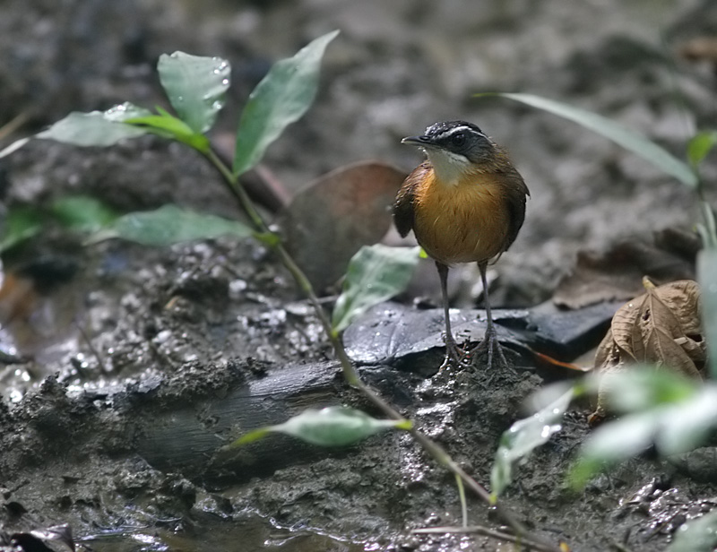 Black-capped Babbler