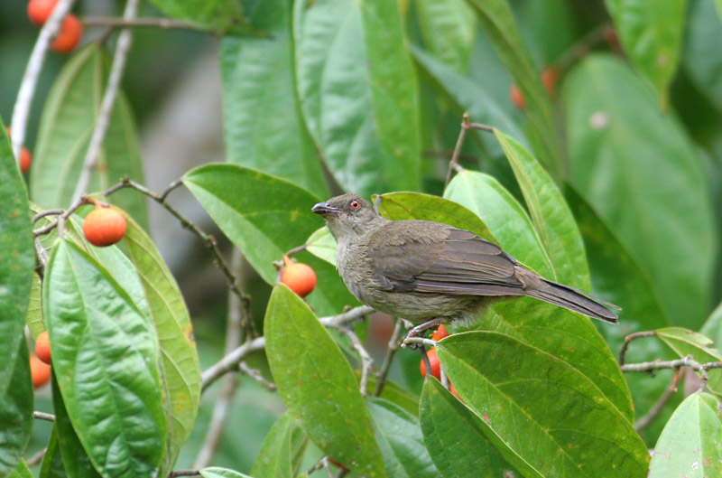 Red-eyed Bulbul