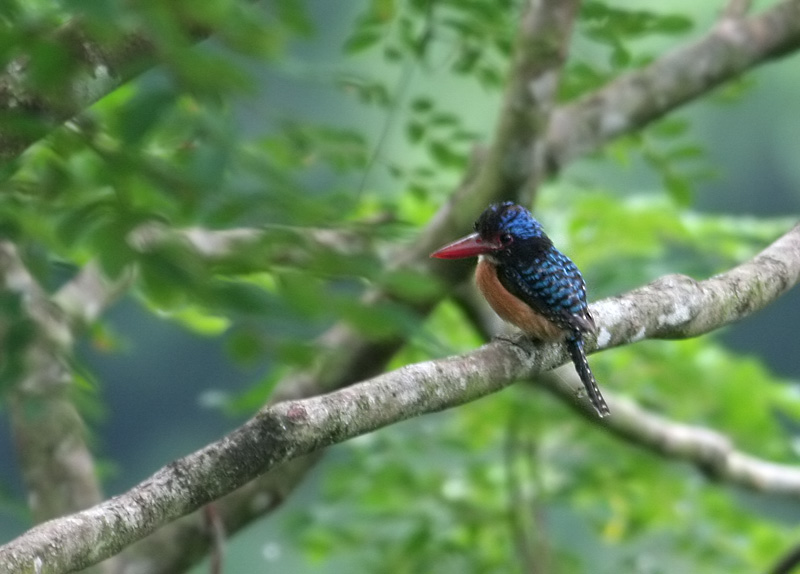 Banded Kingfisher