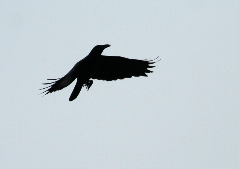 Slender-billed Crow