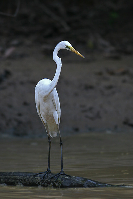 Great Egret