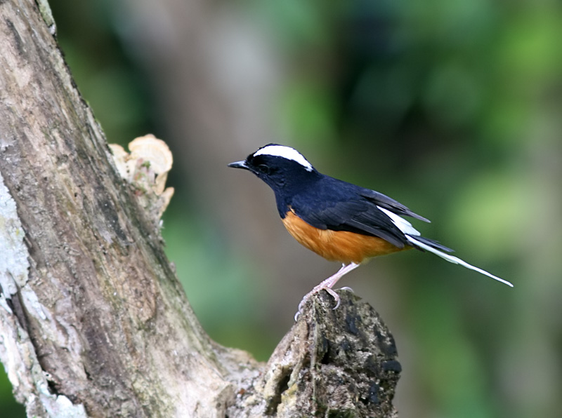 White-crowned Shama