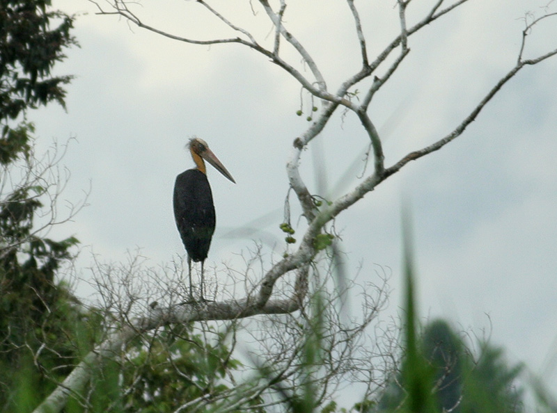 Lesser Adjutant