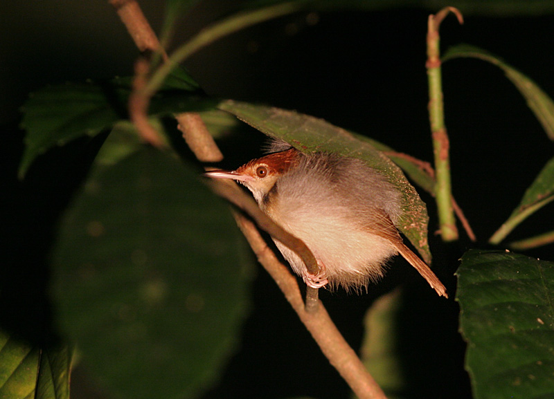 Rufus-tailed Tailorbird