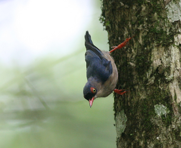 Velvet-fronted Nuthatch