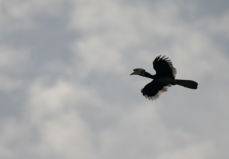 Pied Hornbill