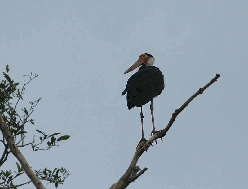 Storms Stork