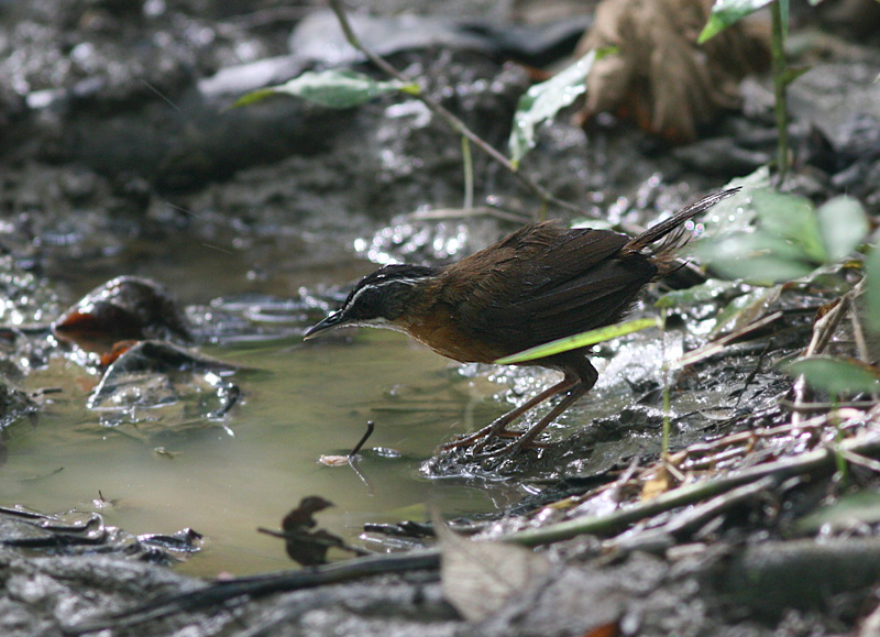 Black-capped Babbler