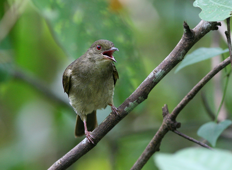 Cream-vented Bulbul