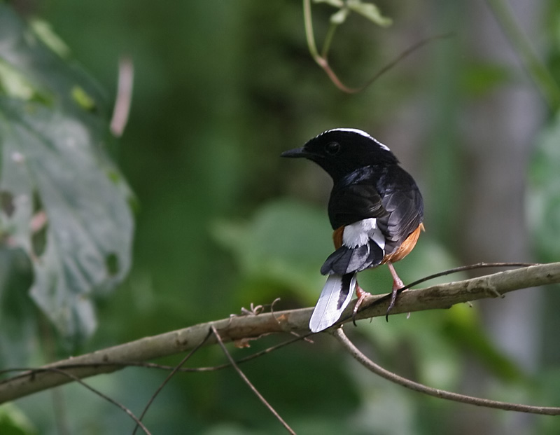 White-crowned Shama