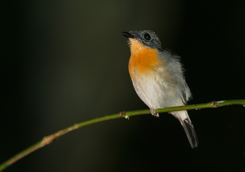 Malaysian Blue Flycatcher