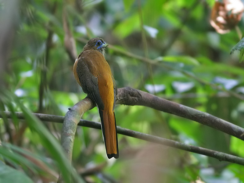 Red-naped Trogon