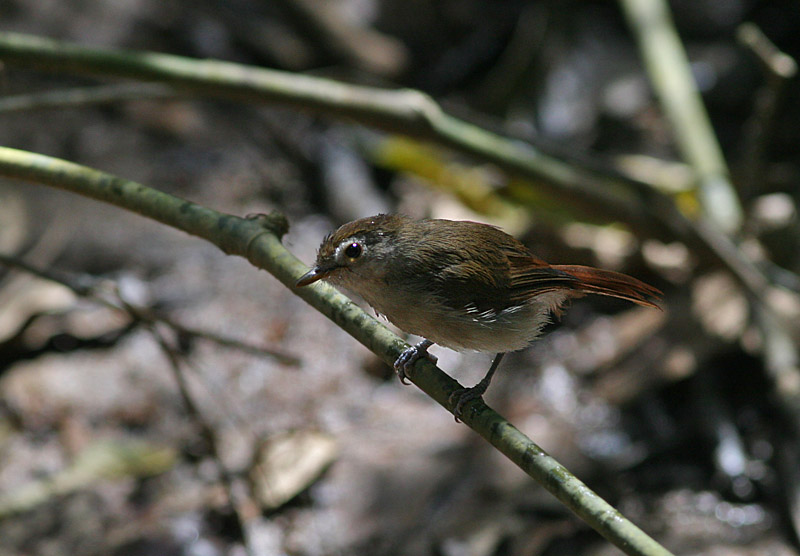 Sooty-capped Babbler