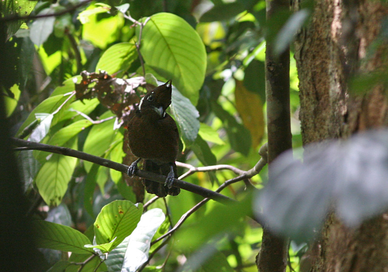 Crested Jay