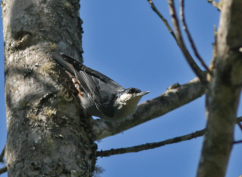 Giant Nuthatch