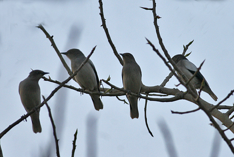 White-shouldered Starling