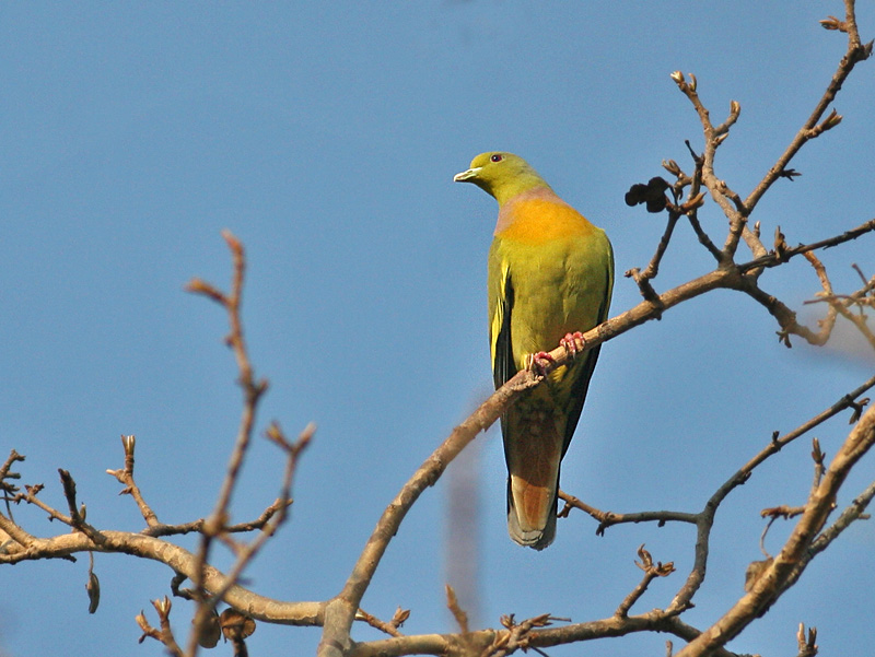 Orange-breasted Pigeon