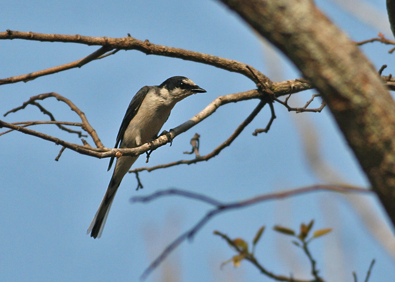 Ashy Minivet