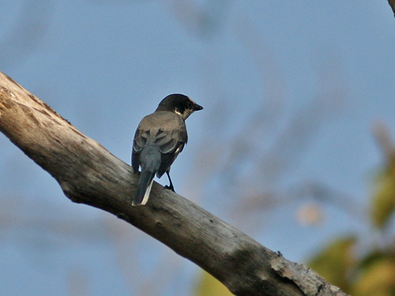 Ashy Minivet