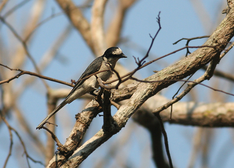 Ashy Minivet