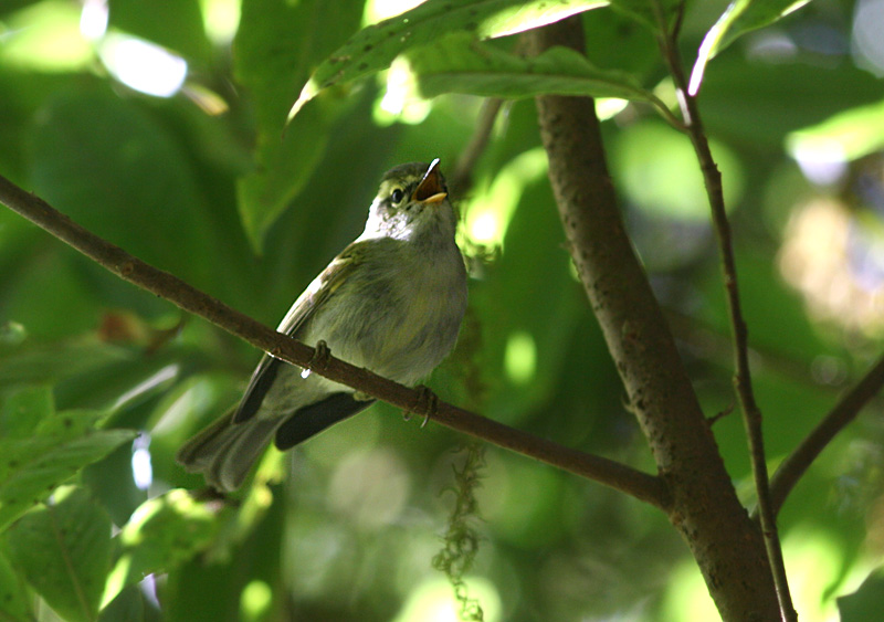 Blyth's Leaf Warbler