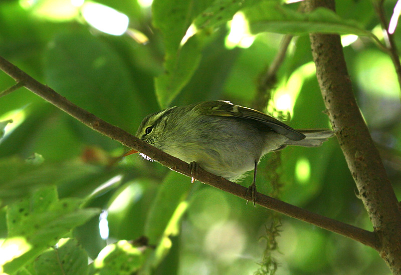 Blyth's Leaf Warbler