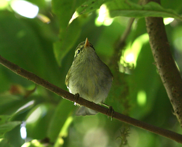Blyths Leaf Warbler