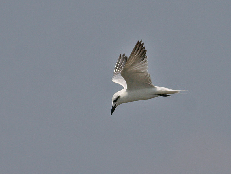 Gull-billed Tern