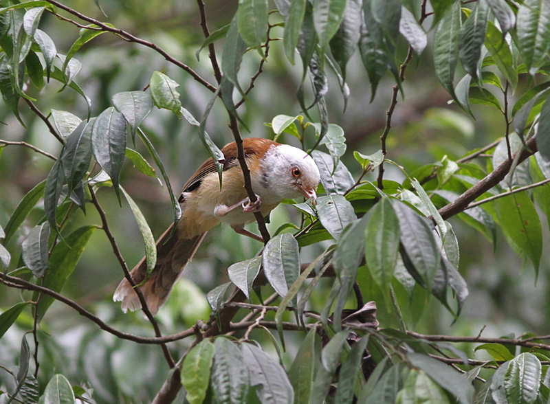 White-hooded Babbler