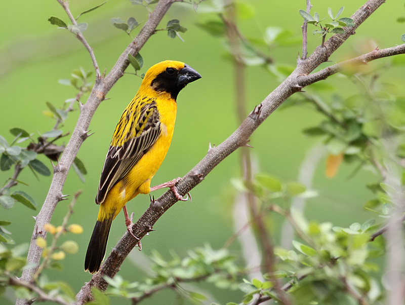 Asian Golden Weaver