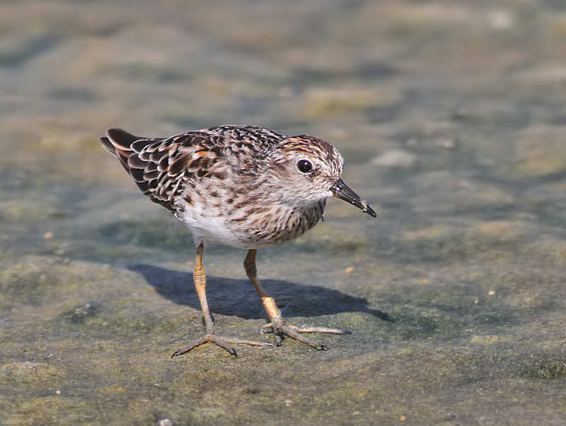 Long-toed Stint