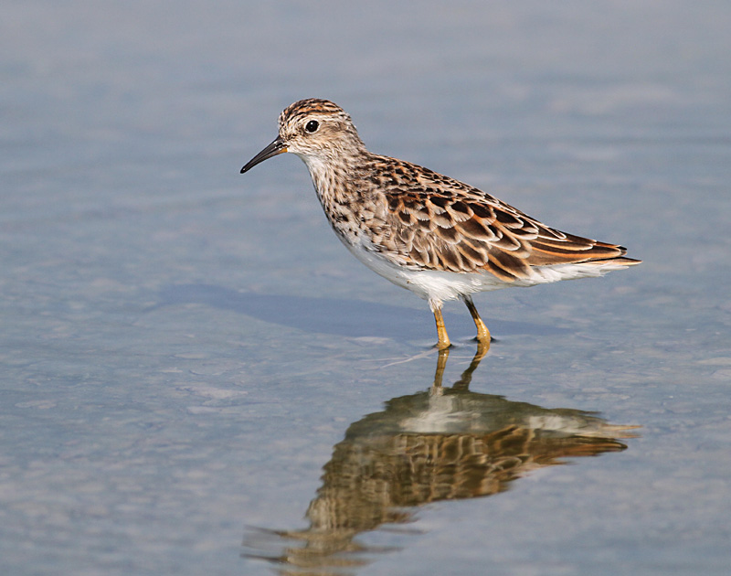 Long-toed Stint