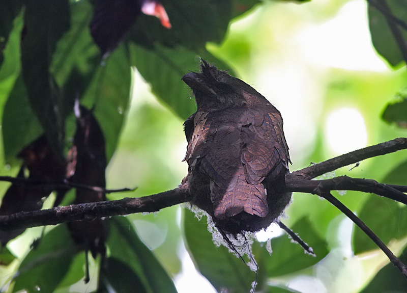 Philippine Frogmouth