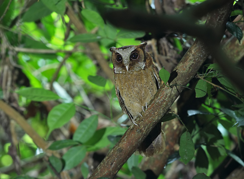 White-fronted Scops Owl