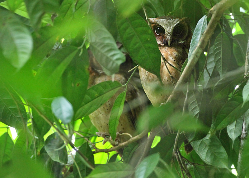 White-fronted Scops Owl