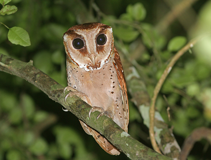 Oriental Bay Owl