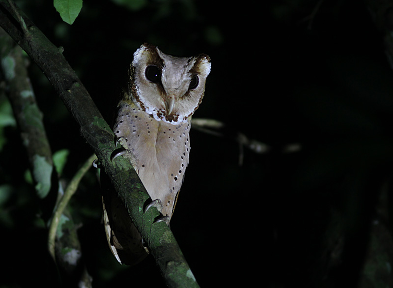 Oriental Bay Owl