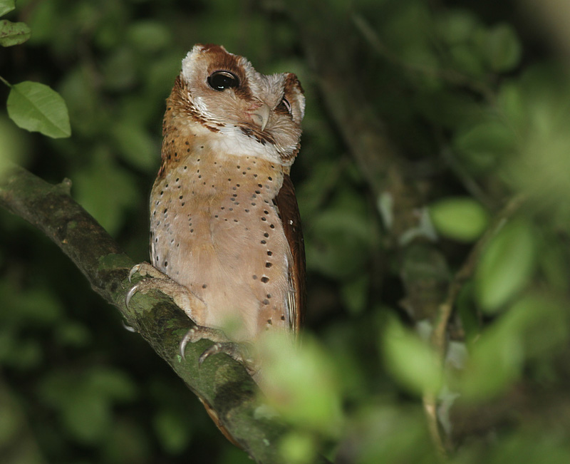 Oriental Bay Owl