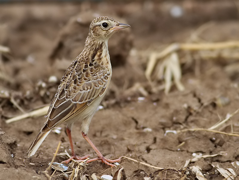 Oriental Skylark